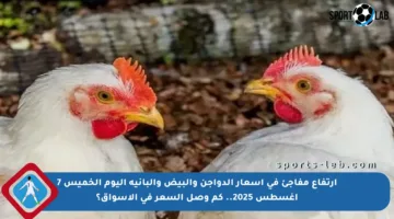 ارتفاع مفاجئ في أسعار الدواجن والبيض والبانية اليوم الخميس 7 أغسطس 2025.. كم وصل السعر في الأسواق؟